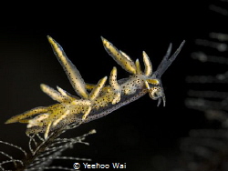 THE LEAP OF FAITH
Eubranchus
Anilao, Philippines by Yeehoo Wai 